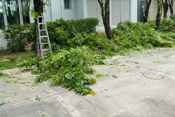 How Our Tree Care Process Works  in  Wilton Manors, FL